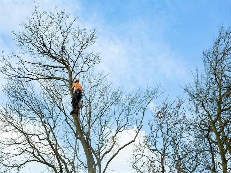 Professional landscaping